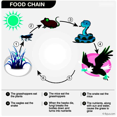 Understanding the Grazing Food Chain: Introduction, Implications, Types ...