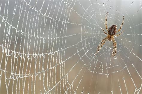 Types of Spider Webs | Fox Pest Control