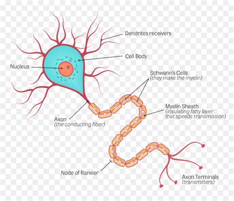 Neuron Diagram Endoneurium, HD Png Download - vhv