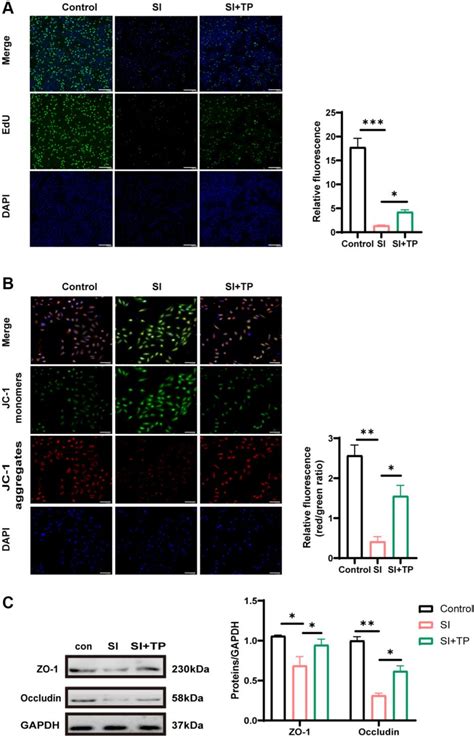 Figure From Protective Effects Of Triptolide Against Oxidative Stress