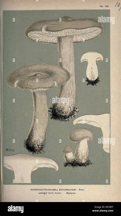 Illustrations Of British Fungi Hymenomycetes To Serve As An Atlas To