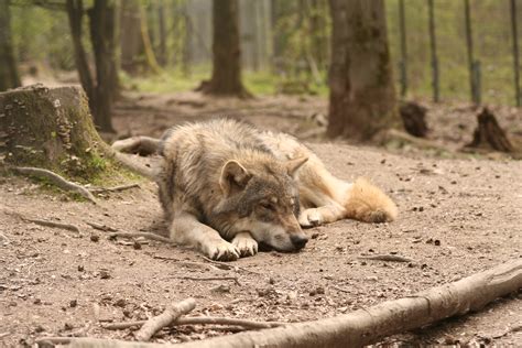 Free Images Forest Canine Wildlife Zoo Mammal Wolf Fauna