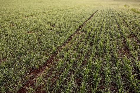 Plantação de trigo 5 dicas para obter alta produtividade