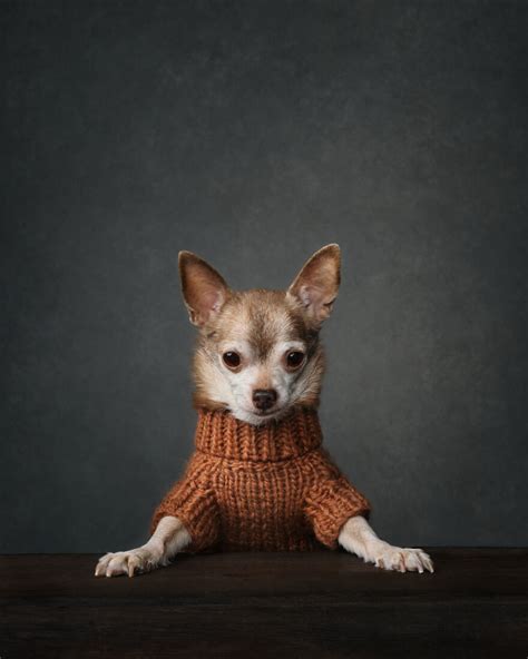 The Winners Of The 2023 Dog Photography Awards Have Been Announced (50 ...