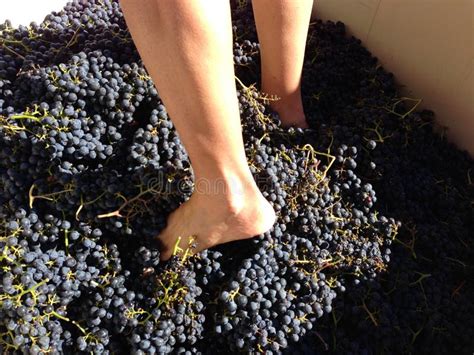 Feet Stomping Merlot Grapes In Sonoma California Usa Stock Photo