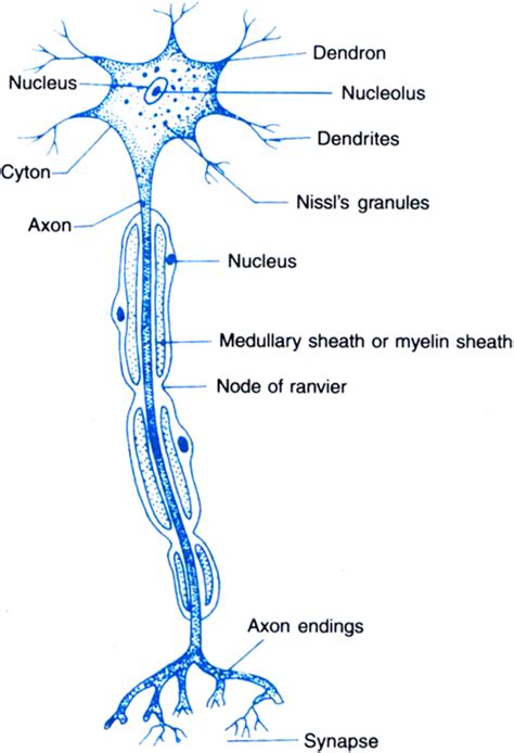 Reflex Arc Labelled Diagram