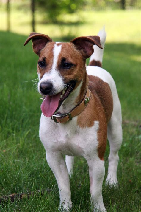 La Raza de Perro Protagonista de La Máscara