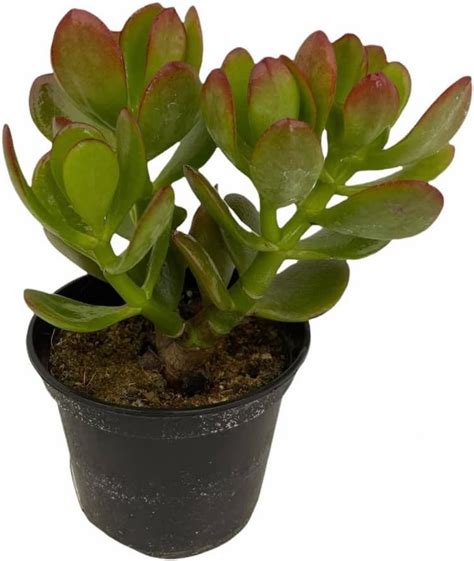 Pianta Grassa Crassula Ovata Albero Di Giada Vaso Cm Amazon It