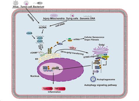 Cgassting Signaling Pathway In Immunity 193536 Exogenous And