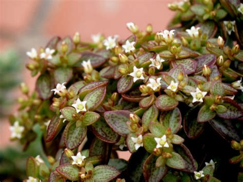 Crassula Volkensii World Of Succulents