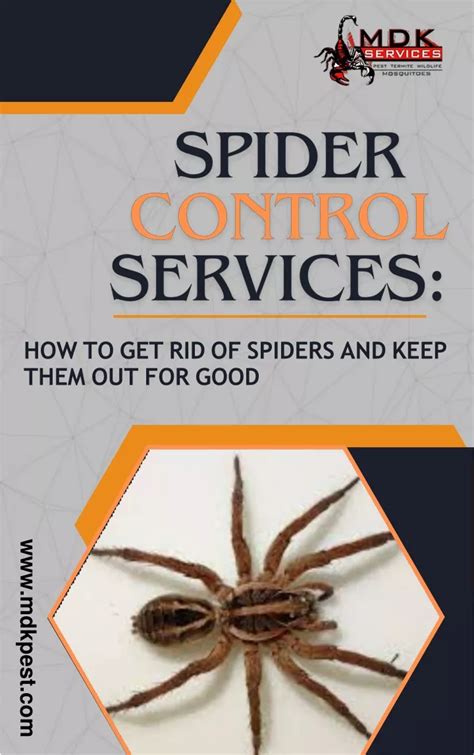 Ppt Spider Control Services How To Get Rid Of Spiders And Keep Them Out For Good Powerpoint