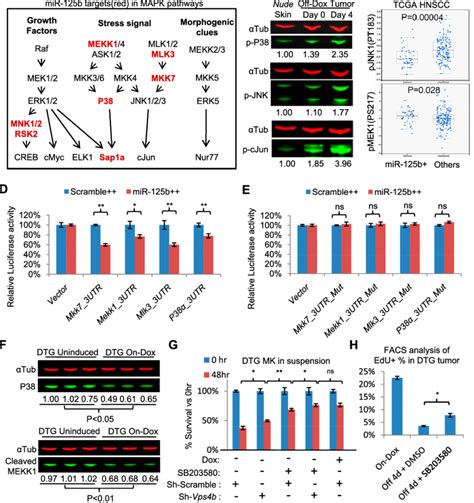 Mir 125b Regulates Mapk Signaling Pathways Via Multiple Direct Targets Download Scientific