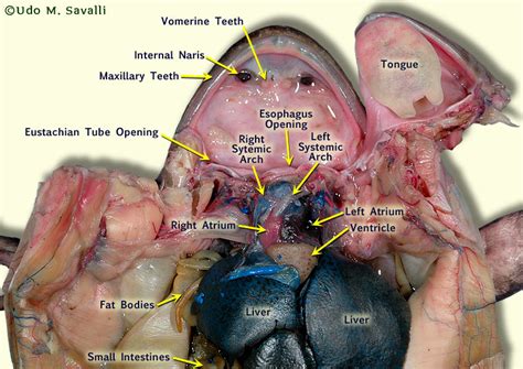 Frog Internal Anatomy Labeled The Best Porn Website