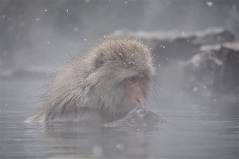 The Snow Monkeys of Japan: A Fascinating History - Unseen Japan