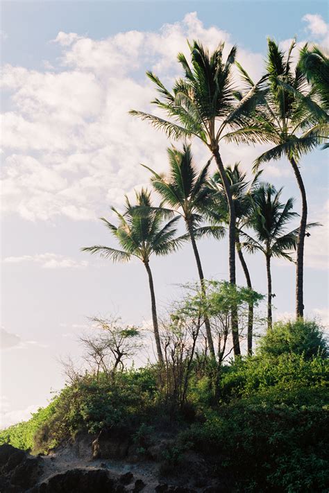 Maui Palm Trees Maui Landscape Maui Vacation Destination