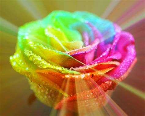 Rainbow Roses Wallpapers K Hd Rainbow Roses Backgrounds On Wallpaperbat