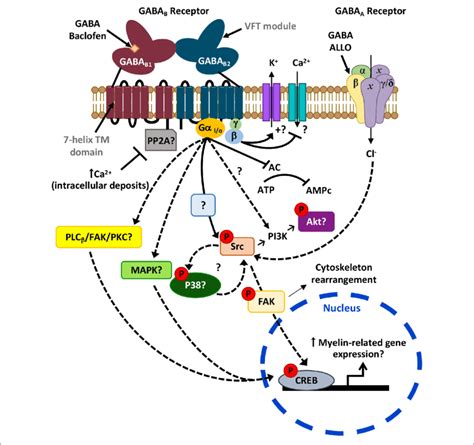 Possible Signaling Pathways Downstream Gabars Leading To Myelination