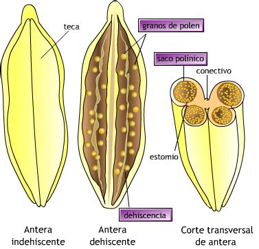 Ciclo De Vida Del Para So Melia Azedarach Meliaceae Anteras