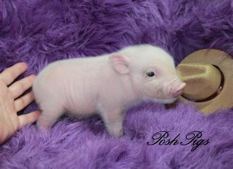 Pet Pigs For Sale Victoria 5otz3df6lidpom The Potbellied Pet Pig Is