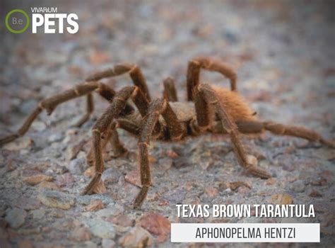 Aphonopelma Hentzi: A Texas Brown Tarantula Care Guide!