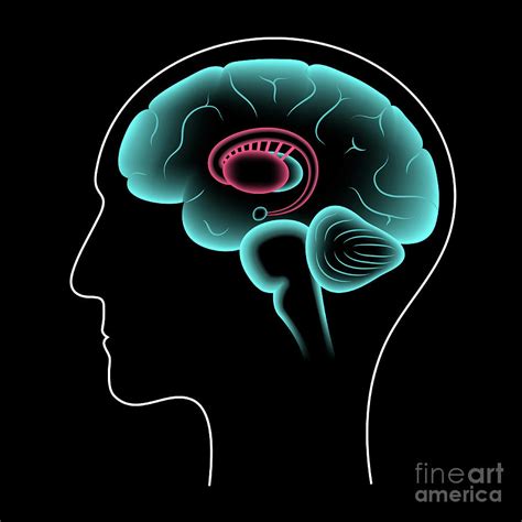 Basal Ganglia Anatomy Photograph By Pikovit Science Photo Library