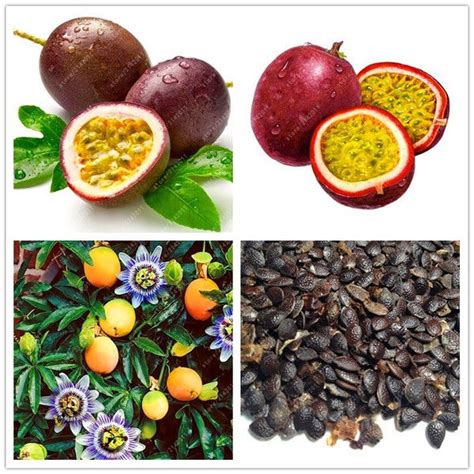 Ready Stock Passion Fruit Seeds Benih Pokok Buah Flower Seeds Not Plants Lazada Ph