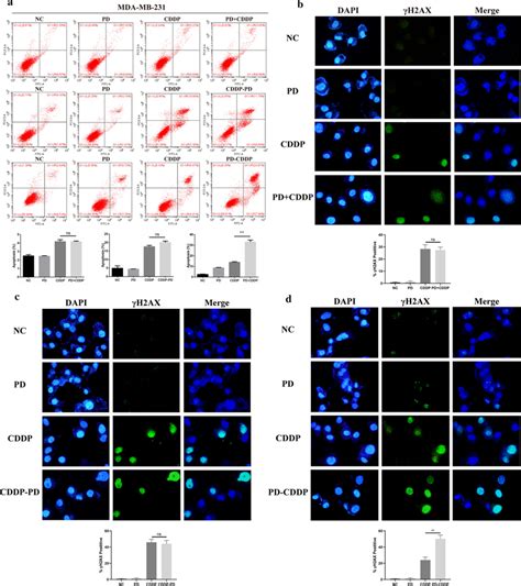 Pd Enhanced Cddp Induced Apoptosis And Dna Damage In Mda Mb Cells