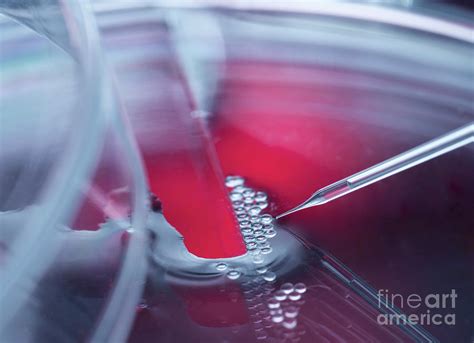 Cell Research Photograph By Tek Image Science Photo Library Fine Art