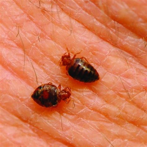 How to Identify Bed Bugs - Pronto Pest Management