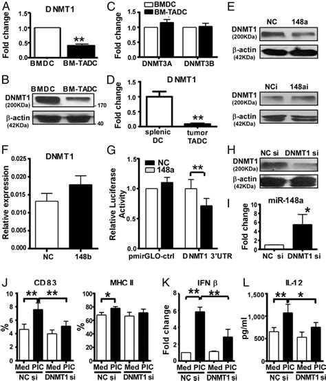 Figure 3 From Integrated Nanovaccine With Microrna 148a Inhibition