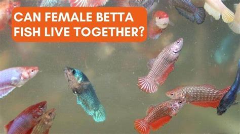 Can Female Betta Fish Live Together Read My Experience