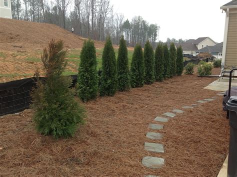 Privacy Shrubs | Gardner Landscaping, LLC.