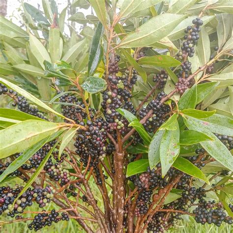 Muda Capororoca Vermelha Comum Dancruz Plantas Dancruz Plantas