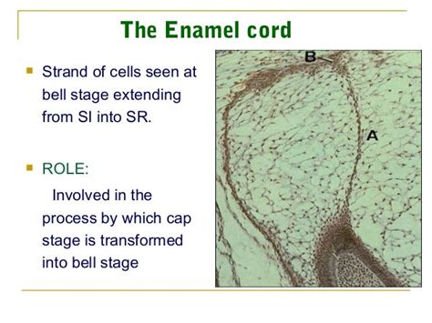 Dental Basic Seminardevelopment Of Tooth With Basic Embryology P