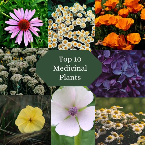 Top 10 Medicinal Plants To Grow In Your Garden Best Home Plants By Adil Nov 2023 Medium