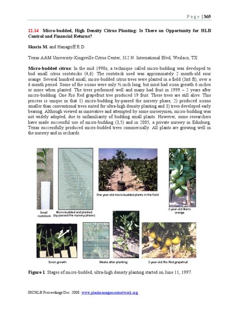 Micro Budded High Density Citrus Planting Pdf Capital Budgeting Net Present Value