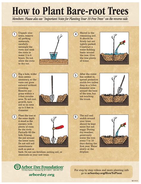 Essential Resources To Plant And Care For Native Trees Earthwise Environmental Services Resources