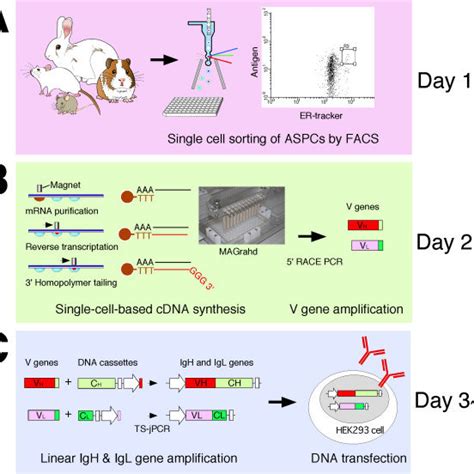 Flowchart Summarizing The Generation Of Antigen Specific Monoclonal