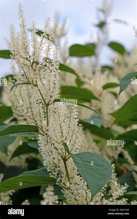 Flowering Japanese Knotweed Fallopia Japonica Stock Photo Alamy