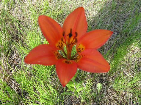 2009 Close Up Of The Saskatchewan Prairie Lily Near Candlelake Sk