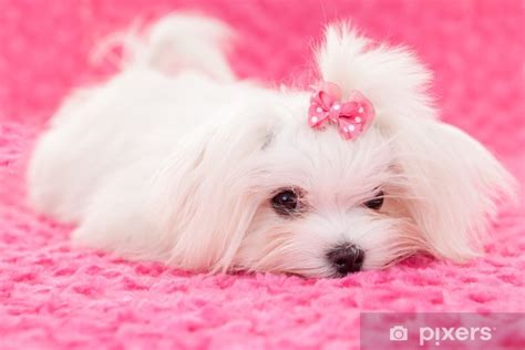 Fototapete Stammbaum Malteser Hund Pixers At