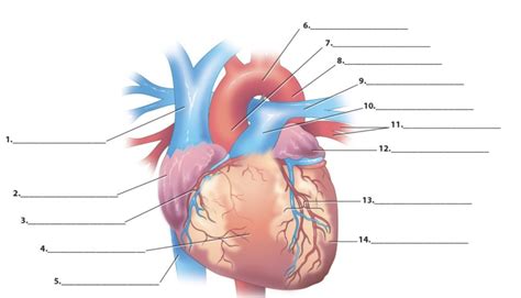 External Features Of The Heart Anterior View Diagram Diagram Quizlet