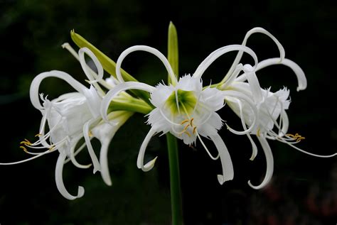 Spider Lily Free Photo Download Freeimages