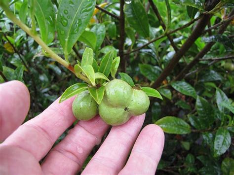 Camellia sinensis (Assam Tea, Tea Camellia, Tea Plant, Tea Tree ...