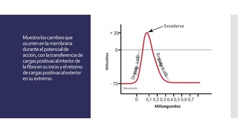 Potenciales De Membrana Y Los Potenciales De Acción Pptx