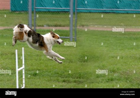 All breed dog show Stock Photo - Alamy