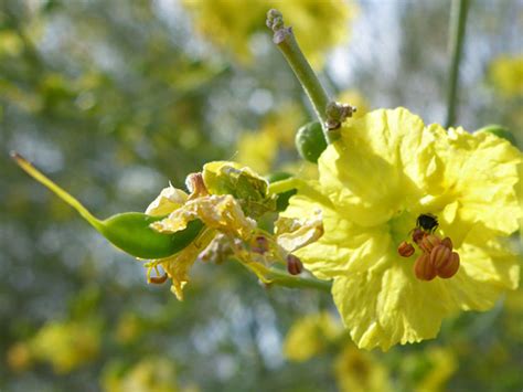 Blue Palo Verde, Parkinsonia Florida