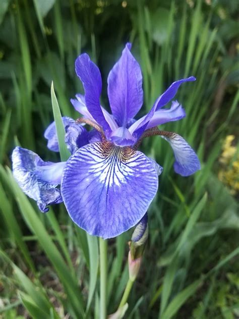 Garten Blume Iris Kostenloses Foto Auf Pixabay Pixabay