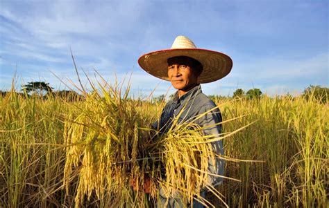 Everything You Need To Know About Msri In Paddy For High Yields