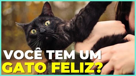 Como Saber Se Seu Gato Está Se Sentindo Bem YouTube